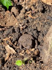bufo bufo